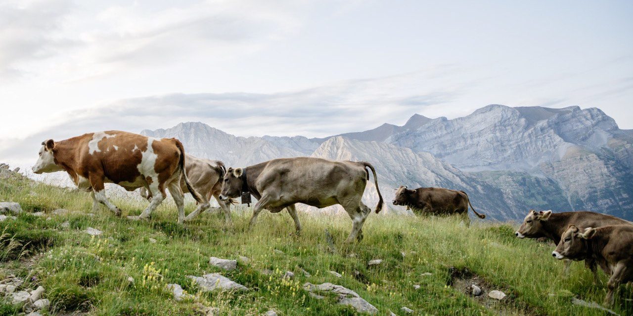 El Gobierno de Aragón destaca la importancia económica, medioambiental y cultural de la trashumancia en la comunidad