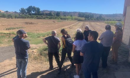 Los primeros resultados del proyecto Olivos de Aragón evidencian la existencia de hasta 30 nuevas variedades de olivar