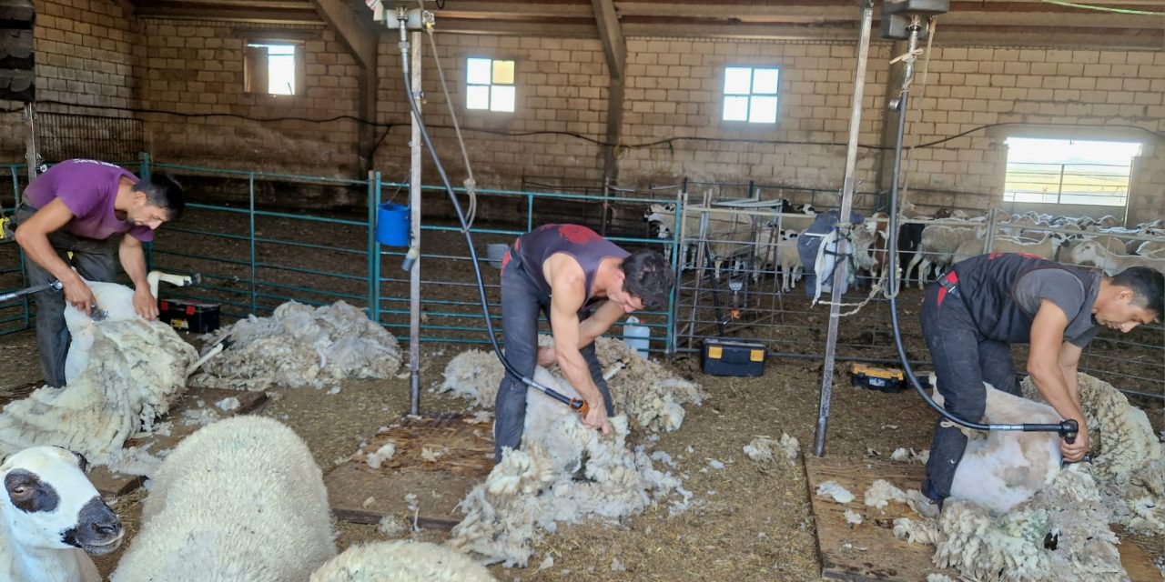 Agricultura, Ganadería y Alimentación, recogerá gratuitamente la lana de los ganaderos de ovino