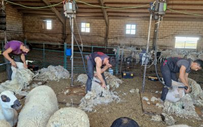 Agricultura, Ganadería y Alimentación, recogerá gratuitamente la lana de los ganaderos de ovino