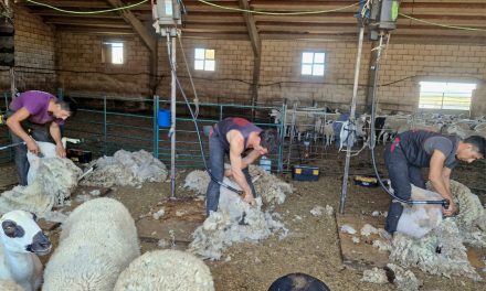 Agricultura, Ganadería y Alimentación, recogerá gratuitamente la lana de los ganaderos de ovino