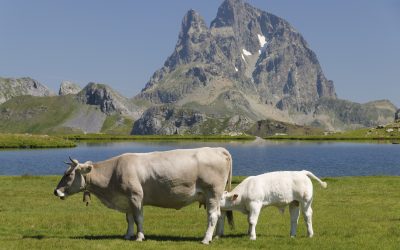 La Diputación de Huesca invita a conocer in situ la ganadería extensiva