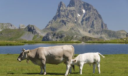 La Diputación de Huesca invita a conocer in situ la ganadería extensiva