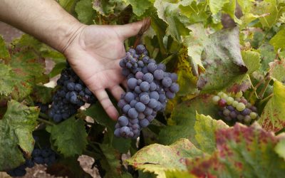 Azcón muestra su apoyo a la candidatura de Cariñena como Ciudad Europea del Vino 2025