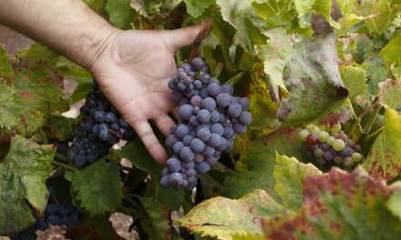 Azcón muestra su apoyo a la candidatura de Cariñena como Ciudad Europea del Vino 2025