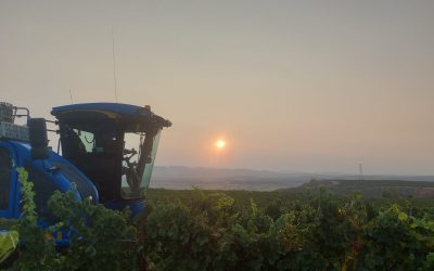 Bodega Sommos inicia la vendimia con novedades para optimizar la calidad de sus uvas