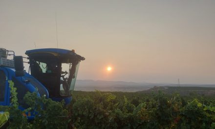 Bodega Sommos inicia la vendimia con novedades para optimizar la calidad de sus uvas