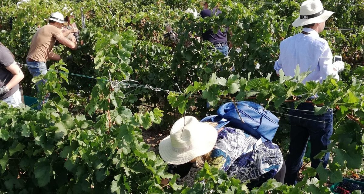 El vino en Aragón