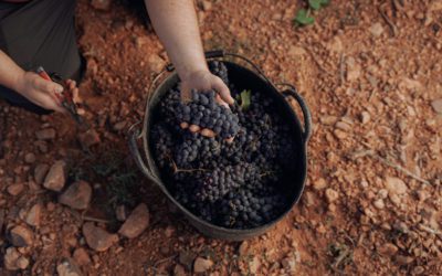 Bodegas Borsao prevé alcanzar 25 millones de euros de facturación y llegar a cinco nuevos países en 2025