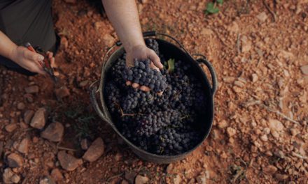 Bodegas Borsao prevé alcanzar 25 millones de euros de facturación y llegar a cinco nuevos países en 2025