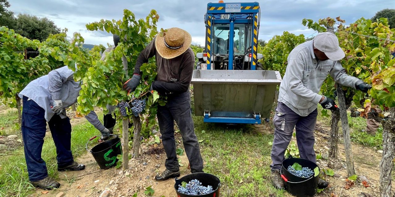 VINOvidiVINCI. Otra vendimia que concluye