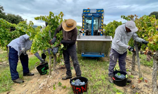 VINOvidiVINCI. Otra vendimia que concluye