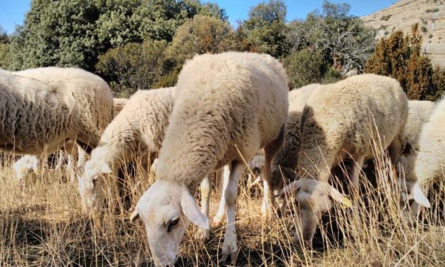 Aragón insta al Ministerio de Agricultura a pedir a Bruselas una flexibilización del reglamento sobre el uso de la lana