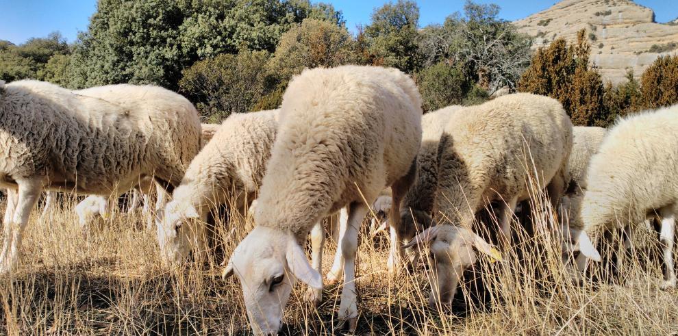 Aragón insta al Ministerio de Agricultura a pedir a Bruselas una flexibilización del reglamento sobre el uso de la lana