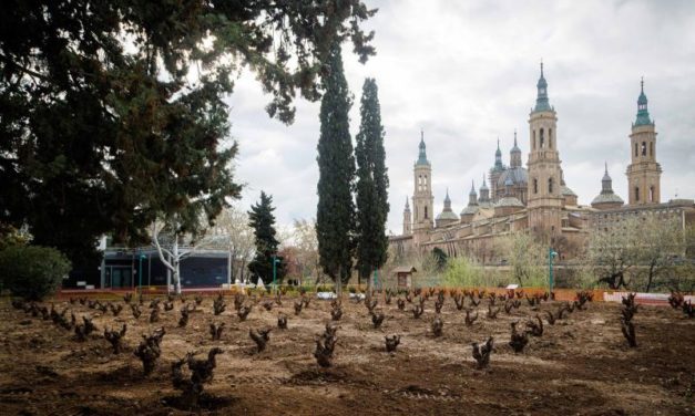 El Jardín de la Garnacha comienza a lucir con 129 vides plantadas en el parque de Macanaz