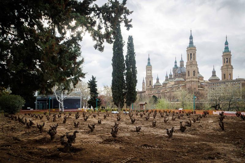 El Jardín de la Garnacha comienza a lucir con 129 vides plantadas en el parque de Macanaz